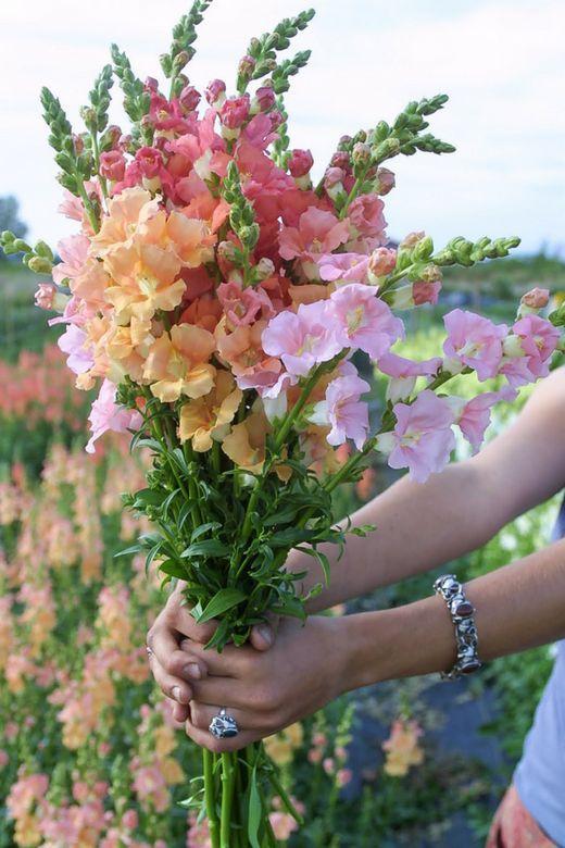 Mystic Meadow: Wildflower Array with Untamed Charm