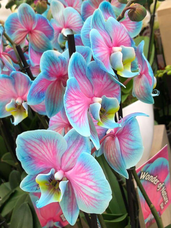 Celestial Blooms: Radiant Flower Constellation
